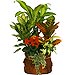 Centro de plantas