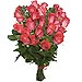 24 Rosas Fucsia de tallo largo 60 cm.