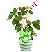 Anthurium Decorado