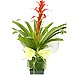 Guzmania Decorada