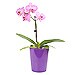 Phalaenopsis Decorada de un tallo