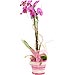 Phalaenopsis Decorada de dos tallos