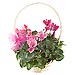 Cesta de Cyclamen