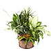 Cesta de Plantas