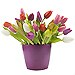 24 tulipanes multicolor con Base
