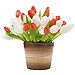 30 tulipanes bicolor con Base