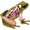 Anatomía rana Eduland