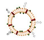 Modelo de liposoma con LPS y Poly I:C co-encapsulados