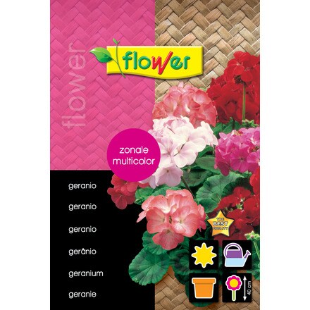 Image of Geranio Zonale Multicolor 000900103938