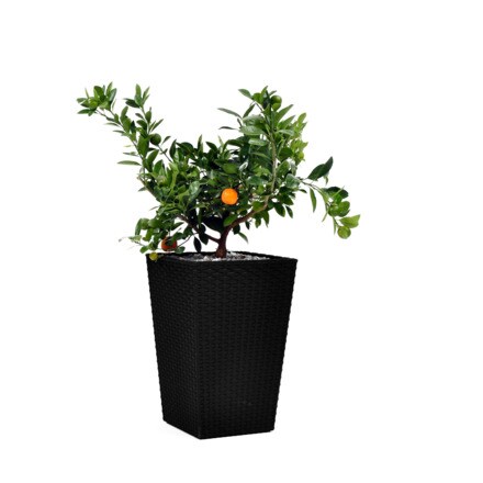 Image of Maceta Planter Pq 2,4l 000927007260