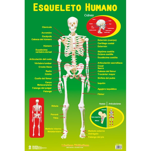 Lámina didáctica Esqueleto humano · Papelería · El Corte Inglés