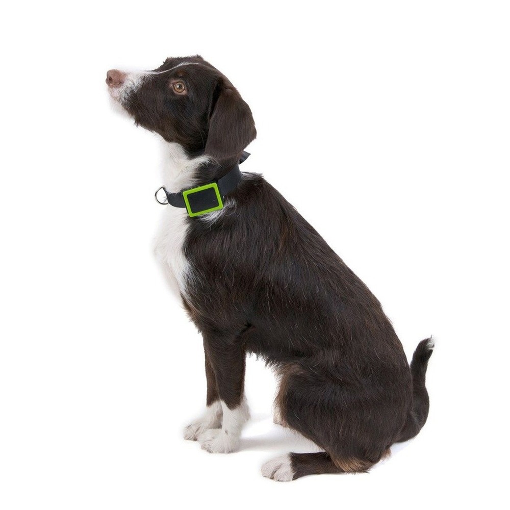 Localizador GPS Weenect para perros y gatos