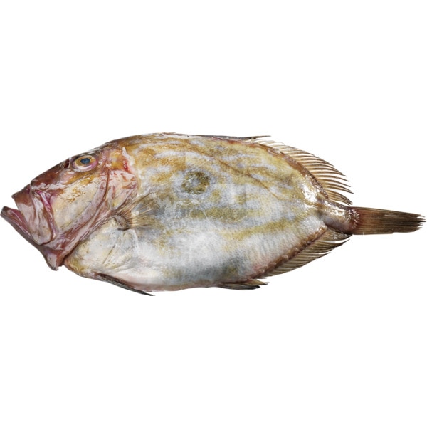 Peixe Galo Peso Aproximado por unidade 2 kg