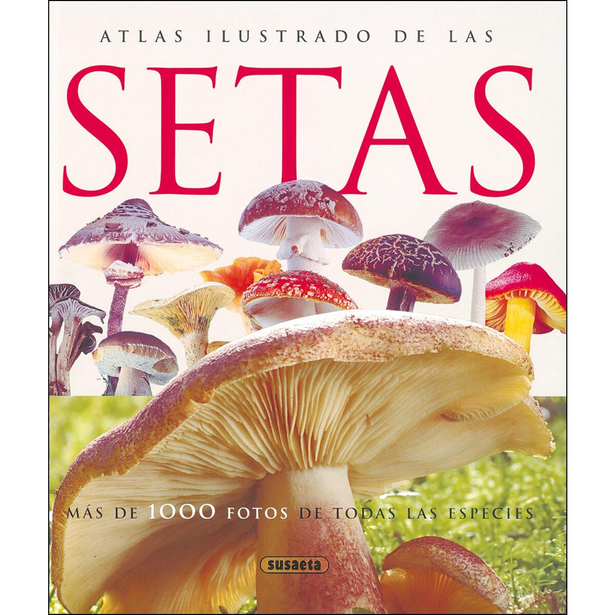 Imagem 0 de Setas(Tapa dura)