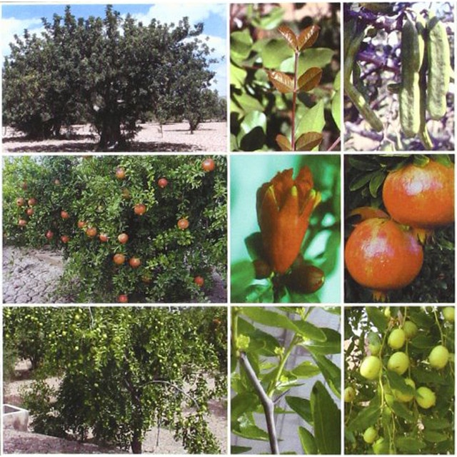 Tratado de fruticultura para zonas áridas y semiáridas.pdf
