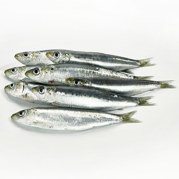 Sardinas parrochas