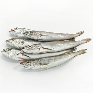 Pijotas de costa