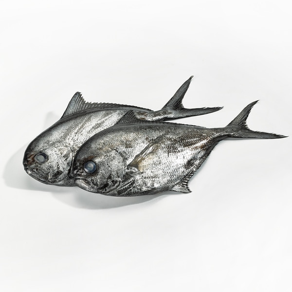 Palometa negra grande peso aproximado pieza 0,9-1,2 kg