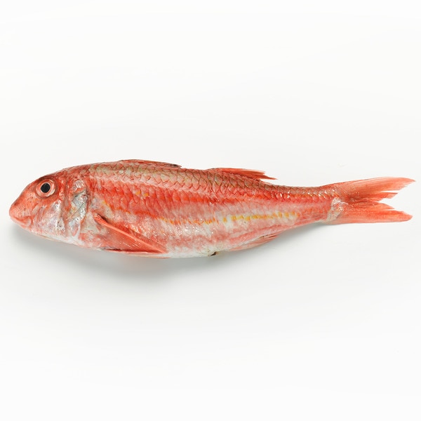 Salmonetes de roca