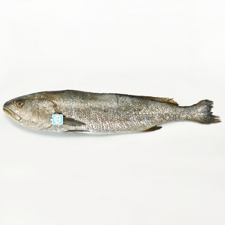 Corvina nacional peso pieza 1,5-2,5 kg