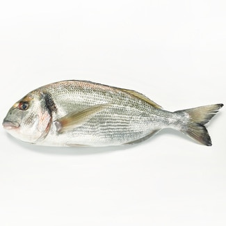 Dorada de estero peso aproximado pieza 900-1,2 kg