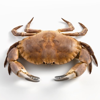 Taschenkrebs ungefähres Gewicht Einheit 700 g