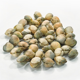 Berberechos medianos