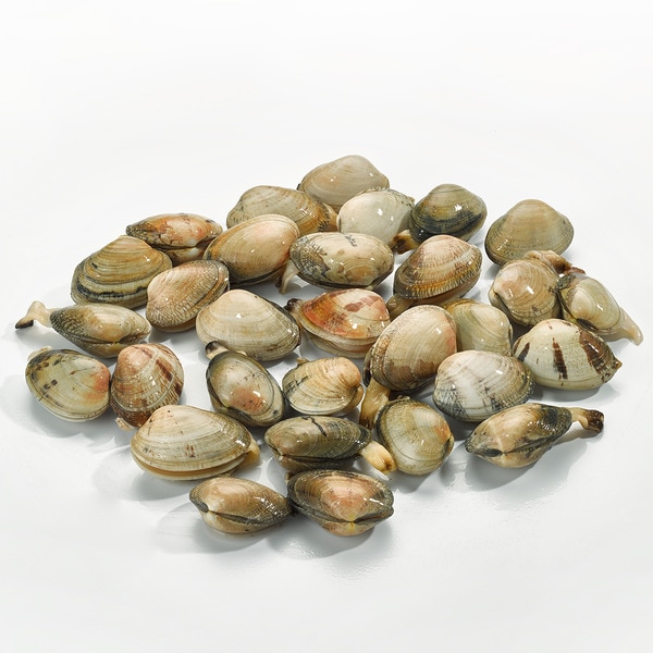 Almeja fina terciada gallega
