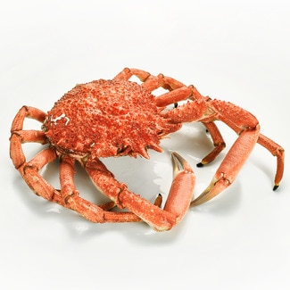 Gekochte galicische Spinnenkrabbe, ungefähres Gewicht Stück 800-1 kg