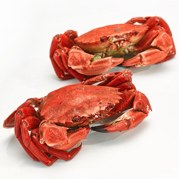 Große gekochte Krabben aus Irland 4-8 Stück/kg