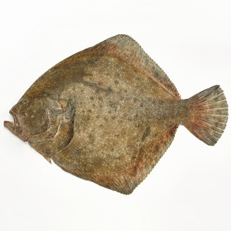 Wilder Steinbutt Gewicht ca. Stück 2 kg