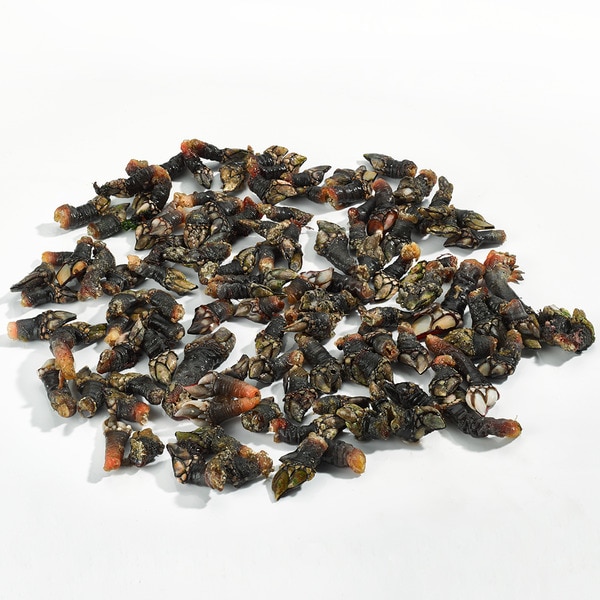 Galician goose barnacles