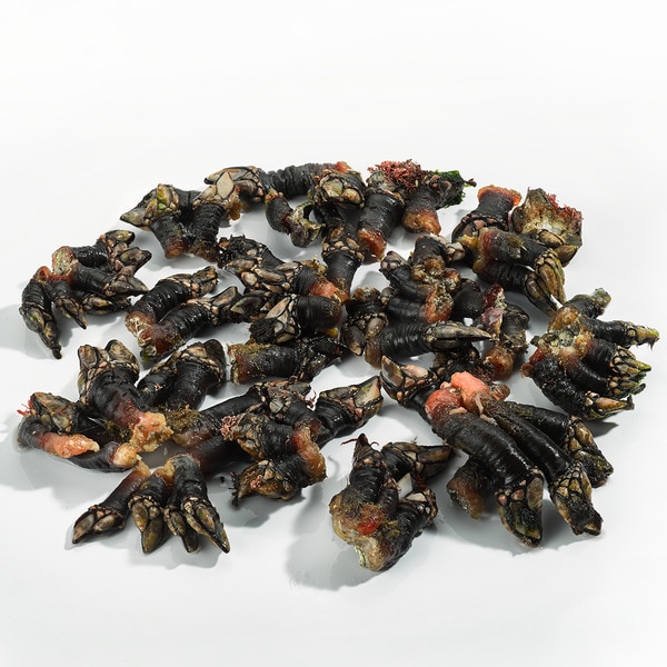Premium Moroccan goose barnacle