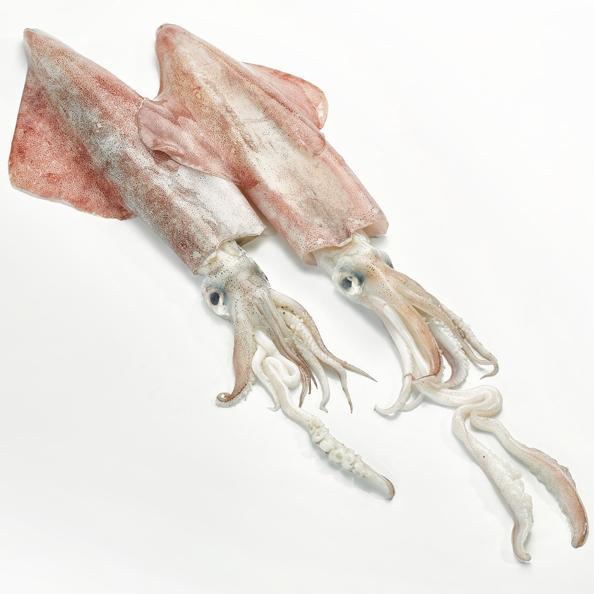 Comprar Calamar de potera grande peso aproximado pieza 500-800 g ...