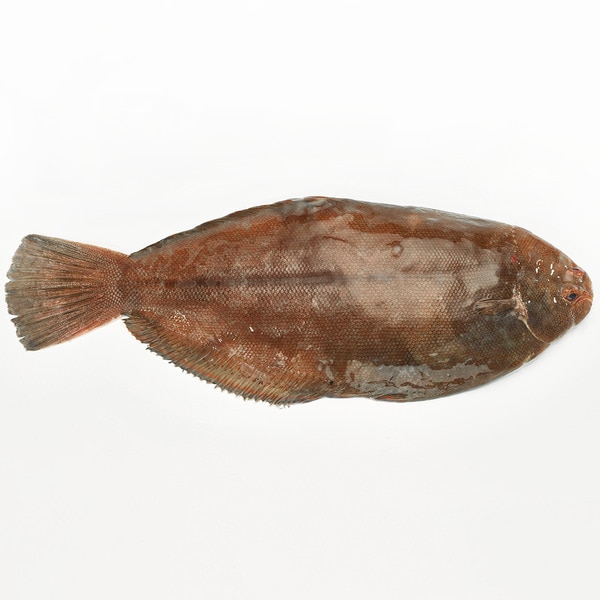 Migoso sole approximate weight piece 200-400 g