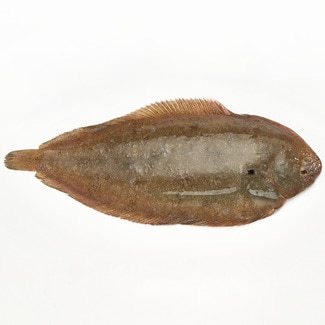 Large sole for fillets approximate weight piece 750 g