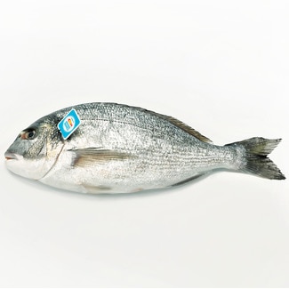 Spanische Zucht-Dorade ungefähres Gewicht Stück 900-1,1 kg