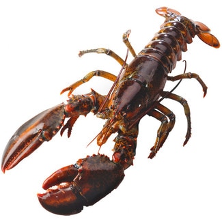 Gekochter Hummer aus Kanada, ungefähres Gewicht Stück 500 g