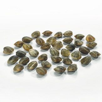 Gestreifte Venusmuscheln