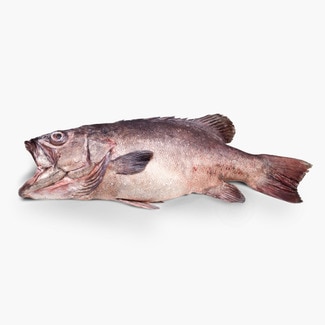 Küsten-Zackenbarsch ungefähres Gewicht Stück 3-6 kg