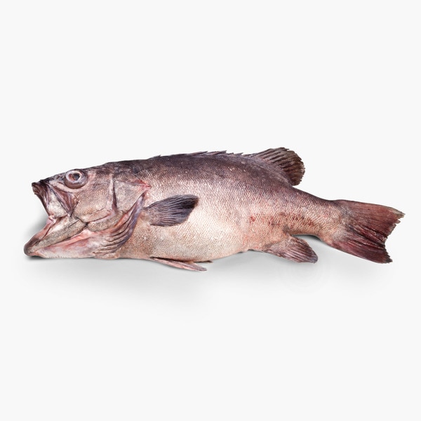 Zackenbarsch frisch geschnitten