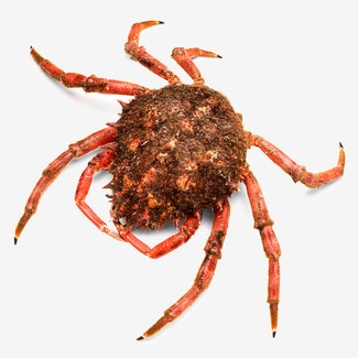 Galician spider crab half approximate weight piece 700-1 kg