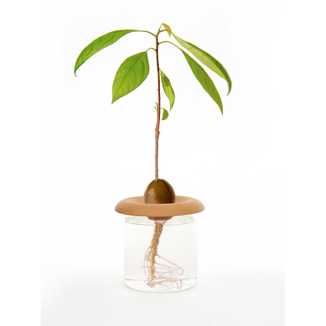 Set de Jardinería Kikkerland para Brotes