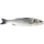 Robalo Fresco Selvagem Peso Aproximado por unidade 1,5 kg