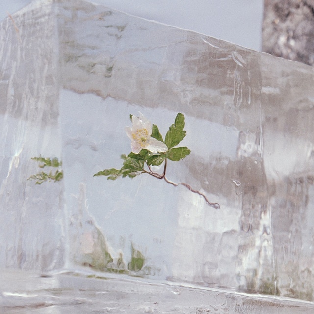 Windflowers (LP-Vinilo).