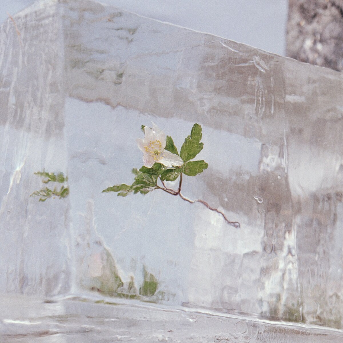 Imagem 0 de Windflowers (Edição LimitadaTransparente) (LP-Vinil)