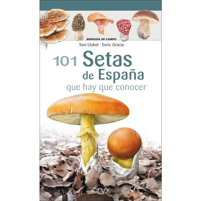 101 Setas de España: que hay que conocer