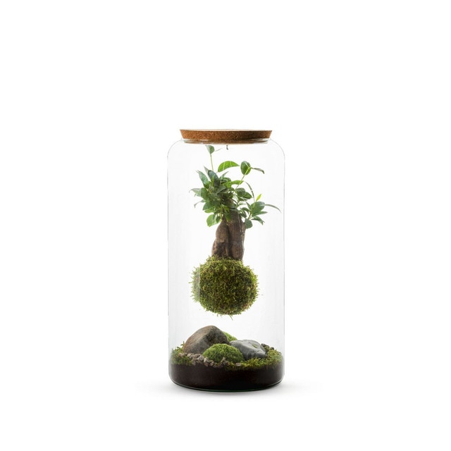 Terrario Autónomo Mia Kokedama Naturalys 1 Kokedama Ginseng Suspendido.