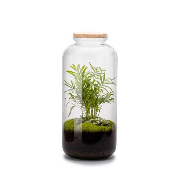 Terrario Autónomo Bonbonne Chamaedorea Naturalys 2 Plantas.