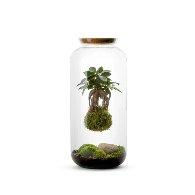 Terrario Autónomo Bonbonne Kokedama Naturalys 1 Kokedama Ginseng Suspendido.